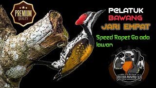 Download lagu Suara Pelatuk Bawang Terbaik 🔴 Suara Asli   Jeda speed rapet mp3