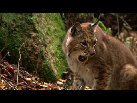 Sielmanns heimische Tiere - Der Luchs