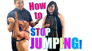 Everything You Need to Know to STOP Your Dog From JUMPING