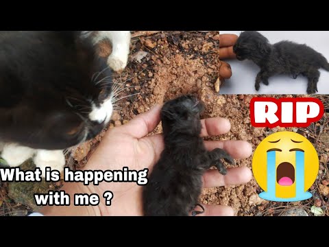 Persian cat died suddenly 😭 | what is happening with me | RIP