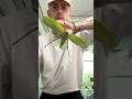 Giant Bugs Part 1