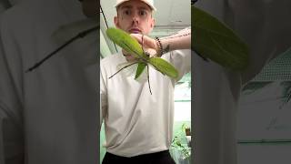 Giant Bugs Part 1