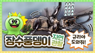 장수풍뎅이 자연관찰ㅣ규리야, 나 좀 도와줘!ㅣ곤충백과ㅣ곤충도감ㅣ곤충탐험ㅣ사슴벌레