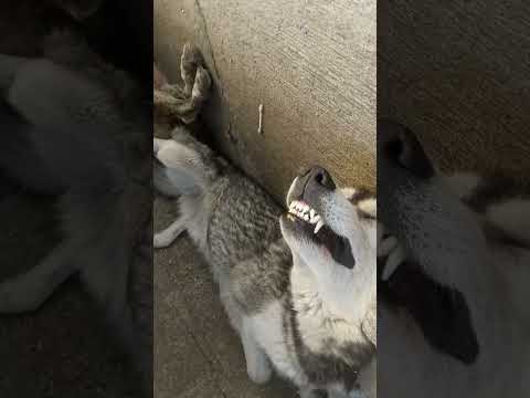 El #Chacho es el husky de la familia #humor