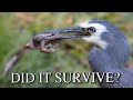 HERON Almost Chokes On HUGE TOAD