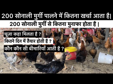 200 सोनाली मुर्गी पालने में कितना खर्चा आता है | 200 Desi bird costing and profit #sonalimurgipalan