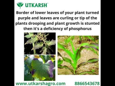 Utkarsh Phosphoz (Phosphate Solubilizing Bacteria  PSB) Bio Fertilizers