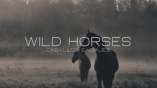 Bush - Wild Horses | Lyrics | Español