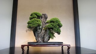preview picture of video 'Omiya Bonsai Village'