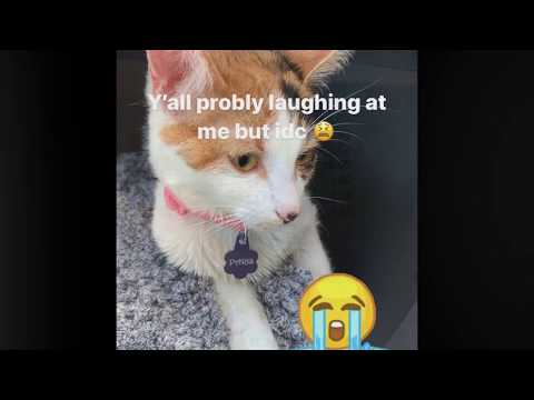 MY CAT ATE THREAD AND ALMOST DIED!!