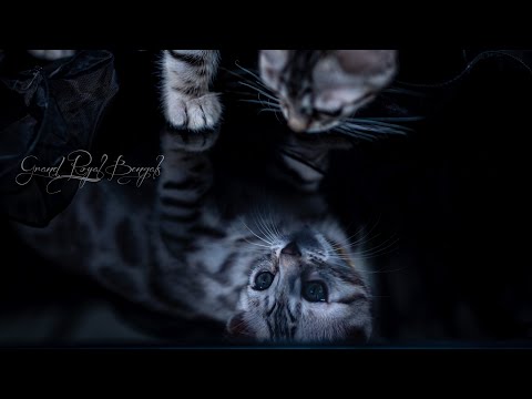 Cute Bengal Kittens & Why Play Is Important 🐱🥰 For Kittens
