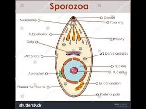 Sporozoa parazita -