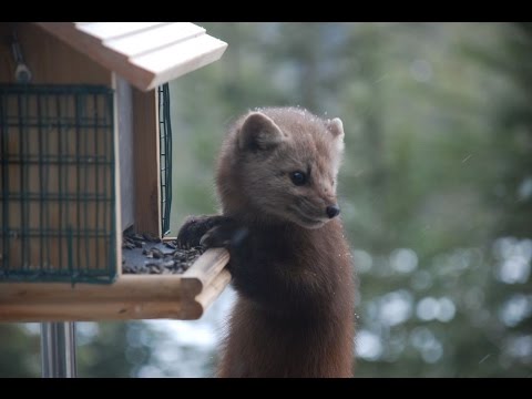 American Pine Marten raids bird feeder in Canmore, Alberta, Canada