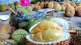 preview picture of video 'Jual durian kalibawang'