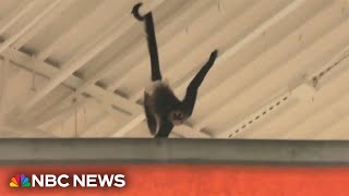 Pet monkey escapes its owner in Texas Halloween store