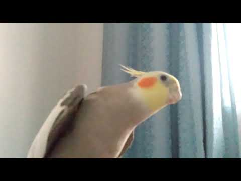Calopsita canto acasalamento! para chamar atenção da Fêmea!
