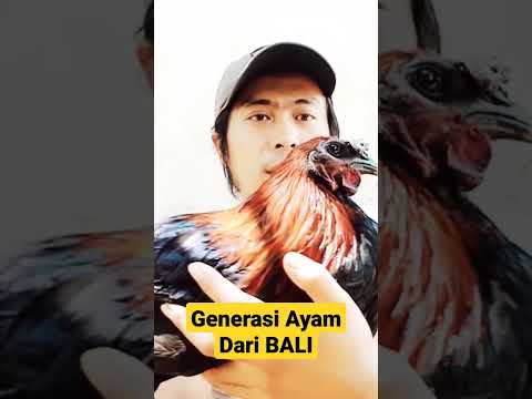 , title : 'GENERASI AYAM DARI BALI DAGING HITAM'