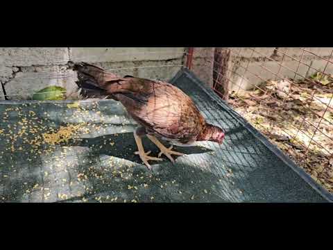 POLLAS AL MARCAJE DE ANYELI ROSA CONTACTO AL #829-94O-5O4O