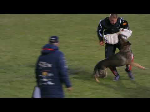 WUSV 2021  RUS 2 -  BELOLIPSEVA OLGA & CARBON VOM BERGMANNS WEG C 95