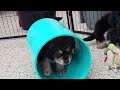 Mixed Breed dogs for sale: Andre - Video 1