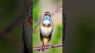 Download lagu Bluethroat singing #shorts mp3