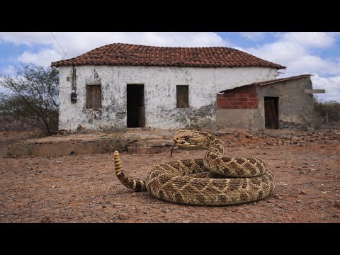 This abandoned house hides a great danger.