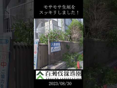 美しいレッドロビンフォティニアを飼うにはどうすればよいですか？植物を守り、生垣を元気に育てるのに役立った庭師の 6 つの秘密  庭園