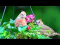 Summer memories, young bird