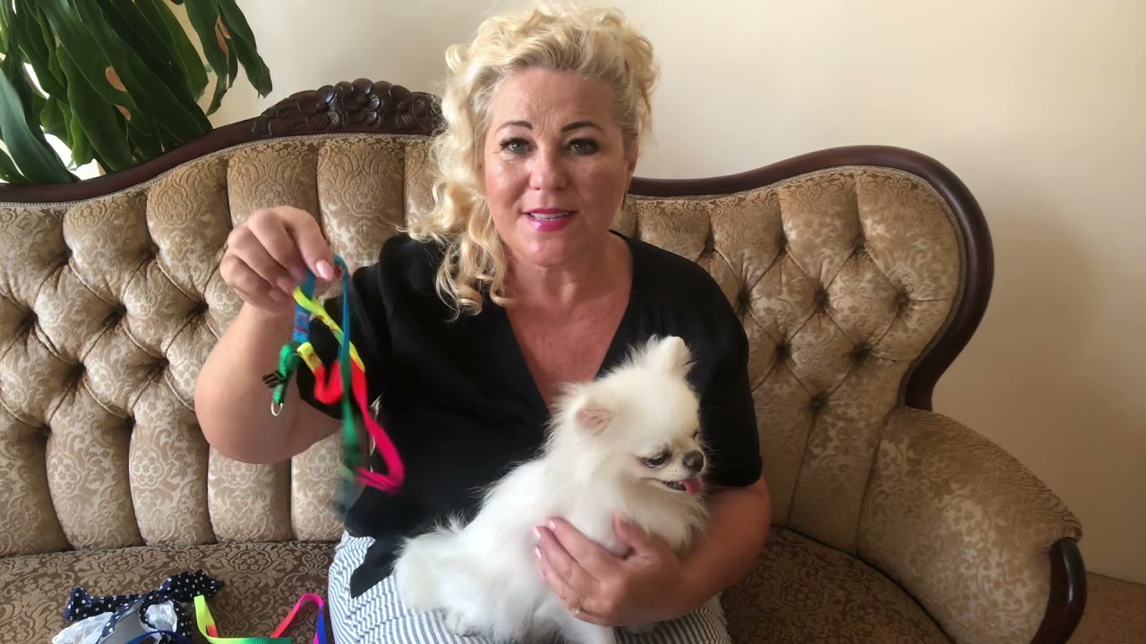 Szpic miniaturowy@szelki, smycz I pas biezpieczeństwa