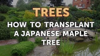 How to Transplant a Japanese Maple Tree