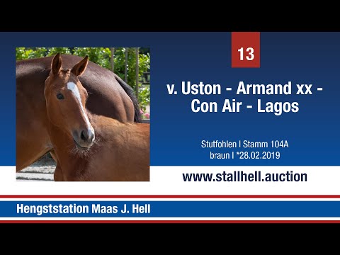 1. Online Fohlenaution - Nr. 13 Uston x Armand xx