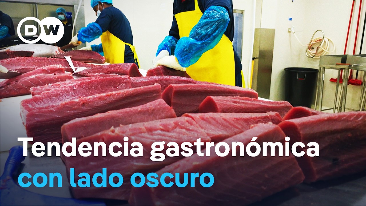 La fiebre del sushi - antojos y extinción de especies | DW Documental