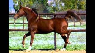 grupo laberinto el chulo