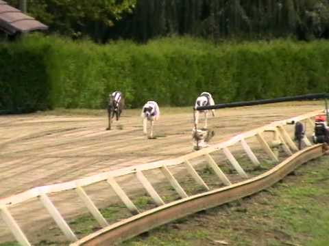 European Derby Plate Invitation 492m MIX A2 greyhound