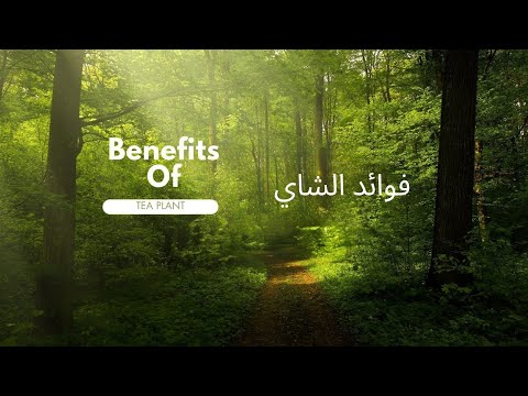 ✅✅Tea benefits...فوائد الشاي