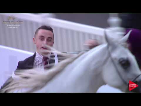 N.204 MAGNA MS - 2019 Qatar Individuals - Mares 4-6 Years Old (Class 7A) .mp4