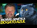 EXISTE BRITISH SHORTHAIR COM PELAGEM AZUL! | RICHARD RASMUSSEN