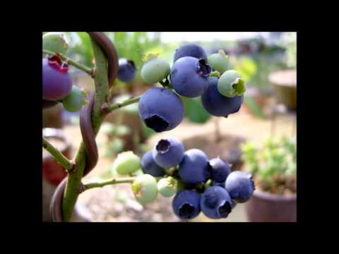 blueberry.wmv