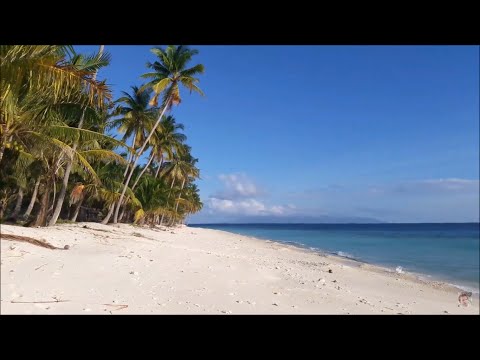 Turtle Conservation Sanctuary In The Middle of Nowhere (HD)