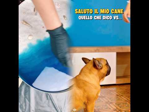 Saluto il mio cane quello che dico VS quello che sente🤣 Cane, cane divertente, bulldog francese