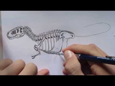 How to Draw a T. rex Skeleton. -Danny the Dinosaur Drawer