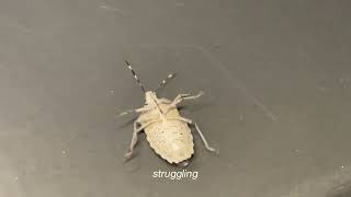 get up buggy