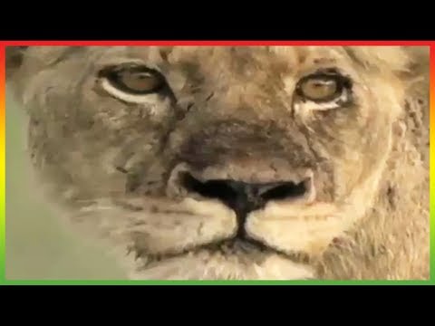 🦁 Zoboomafoo 116 | Itchy | Animal shows for kids | Full Episode | HD 🦁