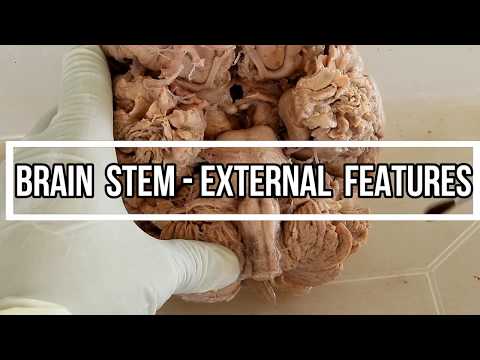 Brain stem - External  Features