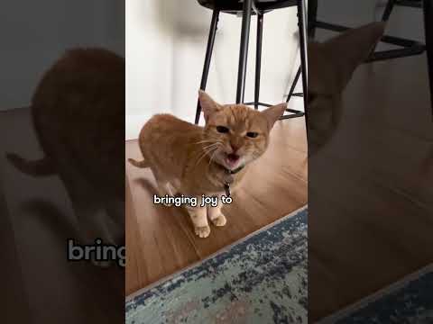 Meet the Singing Cat: Cala's Story