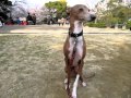 花見客の前でマテをするイタグレのジョイ waiting joy italian greyhound