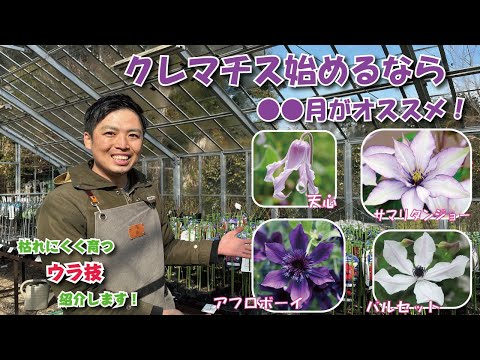 クレマチスが元気に育つように剪定します。どのような基準で剪定を行うべきですか?  庭園