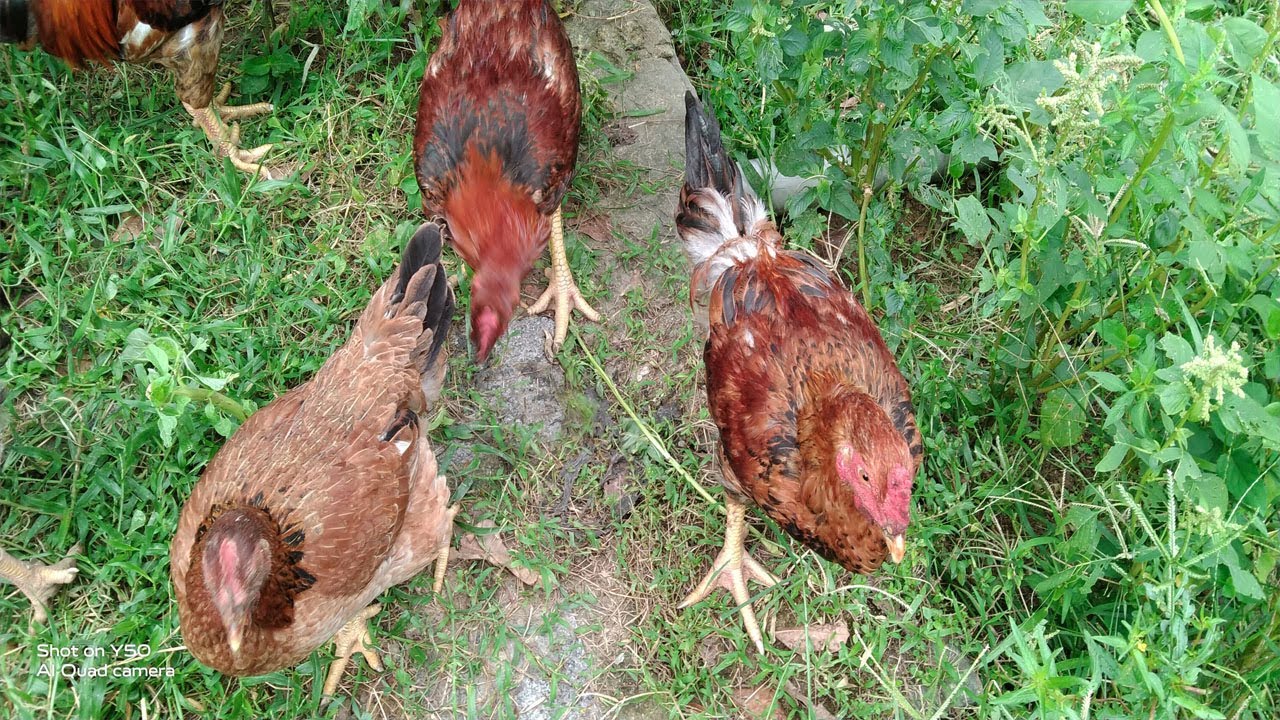 How to Make Free-Range Chickens Make Anyone Fall in Love? Learn Now! 🐓✨