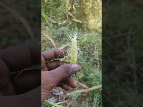 harwestar green gold 5310 jhon Dheer