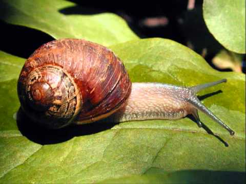 "Armengol". Els amics de les arts